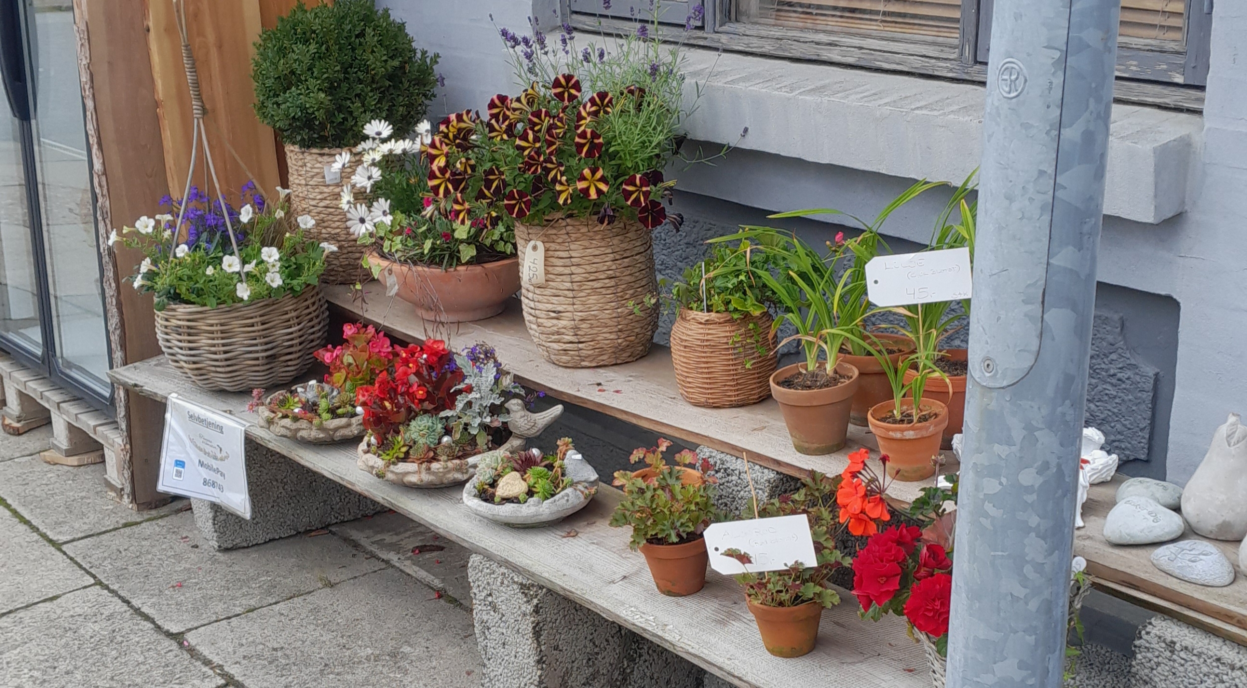 Selvbetjening ved Blomsterhandler Tanjas Blomster i Løgstrup lige uden for Viborg